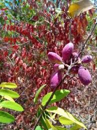 Image result for Xylopia odoratissima