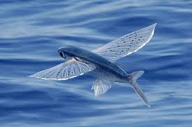 The Fish Who Can Fly Steemit Fish Animals Fly Fishing