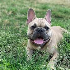 Canadian kennel club registered french bulldog breeder in ontario canada. Bluecoat French Bulldogs Ask Frankie Breeder Directory