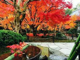 enkoji kyoto 紅葉 風景 紅葉 風景