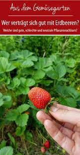Eine der beliebtesten und pflegeleichten obstsorten im sommer, die man pr. Https Xn Grneliebe R9a De Wer Vertraegt Sich Gut Mit Erdbeeren