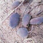 Image result for Dialium englerianum