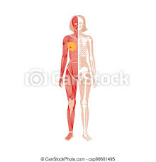Human structure and functions in health. Human Muscular System And Skeleton Anatomical Poster Structure Of Muscle Groups And Bones Of Women In Front View Arms Legs Canstock