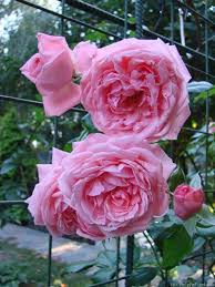 Coral dawn climbing rose reviews. Coral Dawn Rose Photo Rose Rose Photos Beautiful Roses