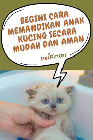 Begini Cara Memandikan Anak Kucing Secara Mudah Dan Aman Anak Kucing Kucing Hewan Peliharaan