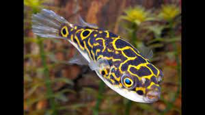Figure 8 puffer (dichotomyctere ocellatus). Aquarium Fish Species Profile Figure 8 Puffer Fish Dichotomyctere Ocellatus Youtube