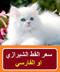 افضل انواع القطط المنتشرة في عالمنا واسعارها
