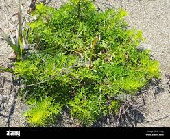 Image result for Xyris capillaris