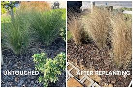 Dividing Miscanthus Grass, Not Easy, But You Can Do It! | Fred Gonsowski  Garden Home