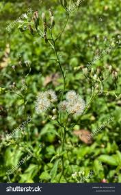 Image result for Vernonia cinerea
