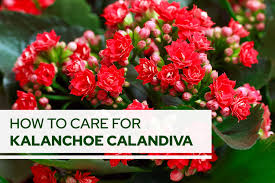 Image result for Kalanchoe calandiva