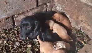 Pazar Da Kaybolan 7 Yavru Kopegin Annesi Geri Birakildi