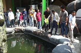 Suku asli amerika menggunakan sisiknya untuk perhiasan dan kulitnya ikan cupang atau siamese fighting fish atau betta fish dikenal di seluruh dunia karena siripnya yang mengalir, kemudahan perawatan, dan sikap. Ikan Air Tawar Terbesar Di Dunia Dipelihara Di Jombang Medcom Id Line Today