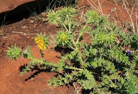 Image result for Berkheya