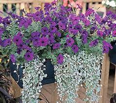 Shock Wave Pink Vein Combo In 12 Window Box 4 Easy Wave Blue Petunias 3 Dichondra 2 Angelonia Container Flowers Wave Petunias Petunias