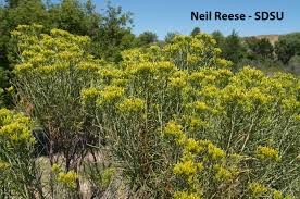 Image result for Nesaea ramosa