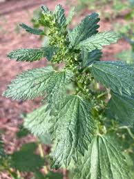 Image result for Urtica urens