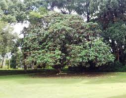 Image result for Dombeya acutangula