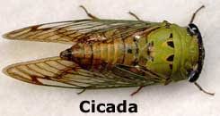 Although they are sometimes called locusts, this is a misnomer. Superpope Ex Cathedra Cicadas Vs Locusts