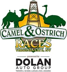 Novice riders riding untrained camels on a desert racetrack to a score of banjos and harmonicas. 59th Annual International Camel Ostrich Races Virginia City