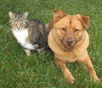 Check spelling or type a new query. Animal Care Veterinarian Huntington Beach Ca