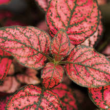 Image result for Hippocratea pallens