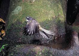 Silence Of The Fantails New Zealand Geographic
