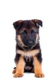 Black And White German Shepherd Puppy German Shepherd Puppy Isolated On White Background Germanshepherd German Shepherd Puppies German Shepherd Dogs Black German Shepherd