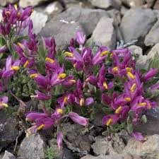 Image result for Polygala filicaulis