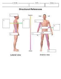 Directional References Dorsal