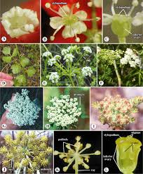 Image result for Apiaceae