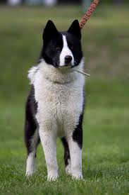 Image result for karelský medvědí pes