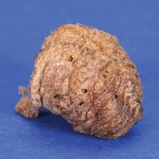 If you wish to delay. Praying Mantis Egg Case Food Carolina Com