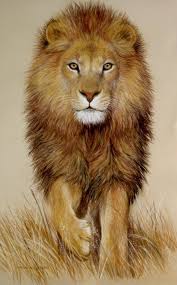 Pin De Nursen Em Aslan Fotograflari Lion Photos Animais Imagens De Animais Selvagens Imagens De Animais
