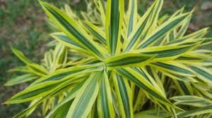 The best way to ensure you have loose. Dracaena Reflexa Care Best Tips Revealed Plantophiles