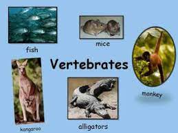 There are related clues (shown below). Vertebrates Have Backbones 0001 Youtube