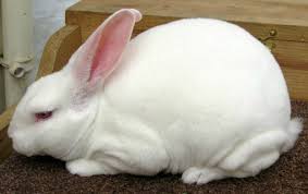 More images for white rabbit with red eyes meaning » Rex Rabbit All About The King Of Fur Rabbits