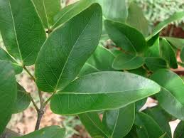 Image result for Hymenaea courbaril