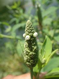 Image result for Sphenocleaceae