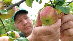 Altes Land: Apfelernte 2020 mit extrahohem Aufwand