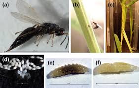 Image result for Cyperus breviradius