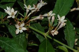 Image result for Mitriostigma axillare