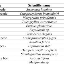 Image result for Grewia conocarpoides