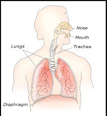 Look at a picture of chest muscles. The Large Muscular Sheet Which Forms The Floor Of The Class 11 Biology Cbse