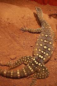 Black And White Lizard Australia Perentie Goanna Australia Animals Australian Native Animals Australian Animals
