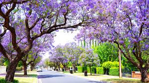 Image result for Jacaranda