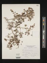 Image result for Lycium mascarenense