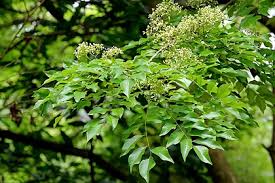 Image result for Dalbergia nitidula