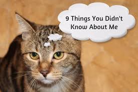 Kittens meow to their mother but once they get a little older, cats no longer meow to other cats. 9 Cool Cat Facts We Bet You Didn T Know The Purrington Post