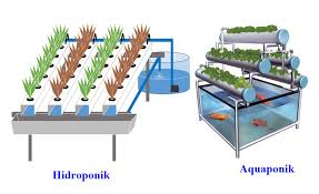 Menanam di tanah dan menanam dengan cara hidroponik membutuhkan media yang berlainan. Sama Sama Memanfaatkan Media Air Apa Beda Aquaponik Dan Hidroponik